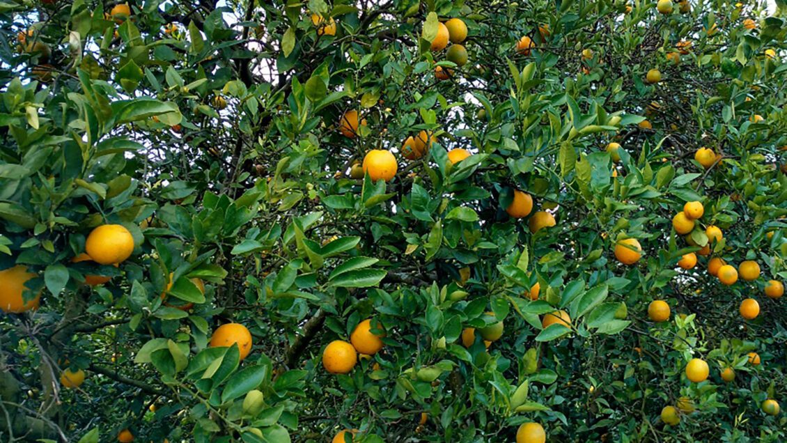 Learn about insects and other common pests of citrus trees grown in South Carolina during the 2024 Southeastern Citrus Expo, Nov. 22-23, in Charleston, South Carolina.