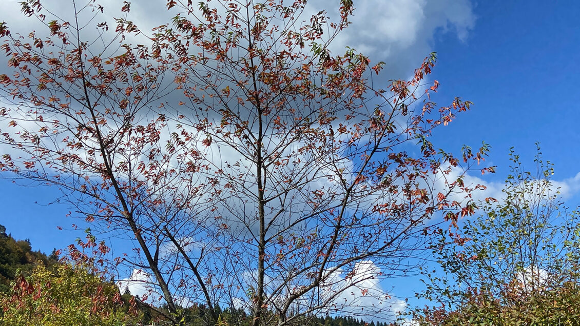 Leaf color is starting to change in trees along the Blue Ridge Parkway.