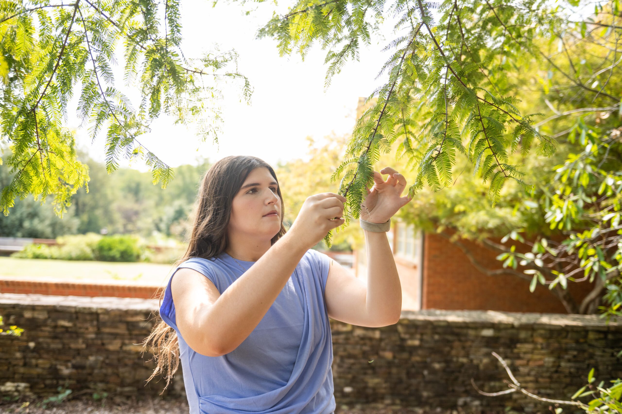 A young woman with long brown hair and wearing a short-sleeve lavender shirt touches the leaves of a tree on campus.