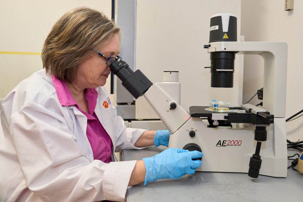Woman wearing a white lab coat and blue gloves looks into a microscope in a science lab