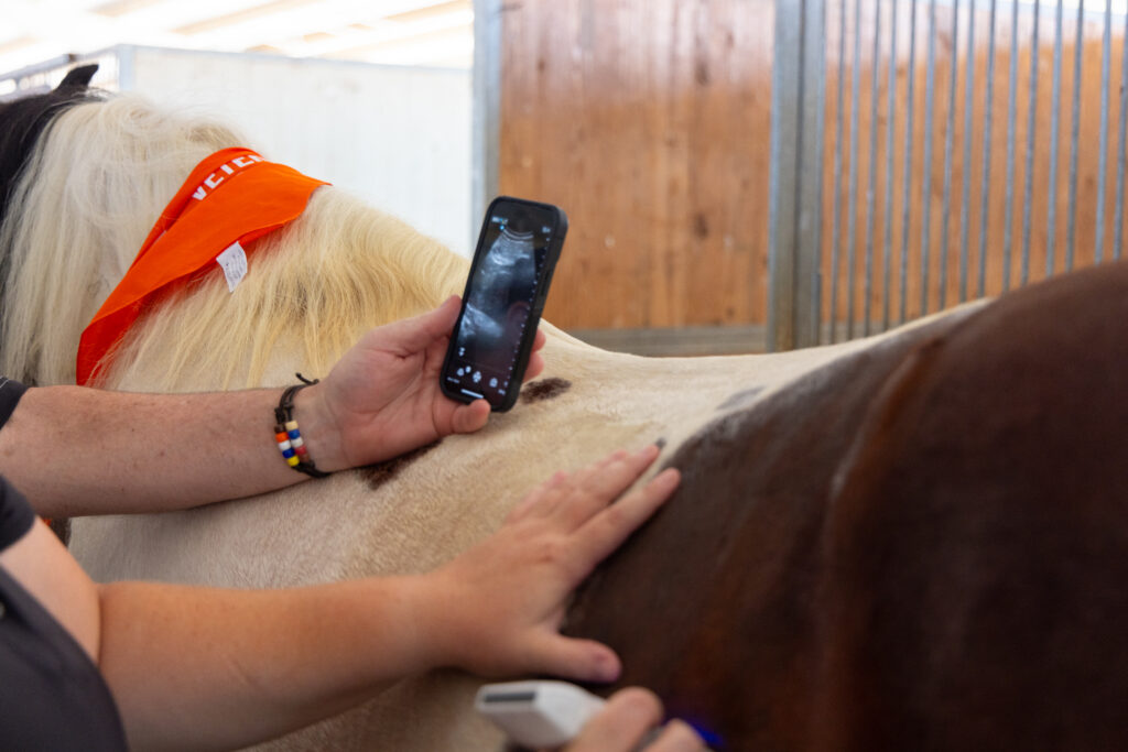 Two hands rest on a horse's back, one of them holding a cell phone showing an X-ray on its screen.