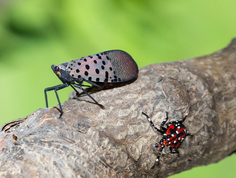 Spotted lanternfly and spotted lanternfly nymph clinging to tree branch.