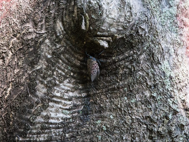 Spotted lanterfly clinging to tree with tree damage.