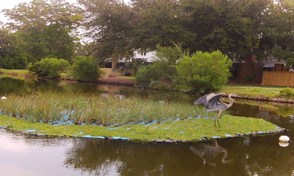 A large-winged bird stands beside a shallow pong.