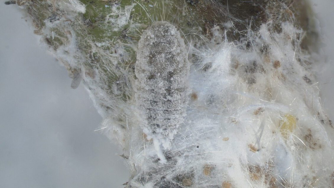 Mealybugs damage greenhouse plants by feeding on sap, leading to stunted growth, yellowing leaves and distorted plant parts.
