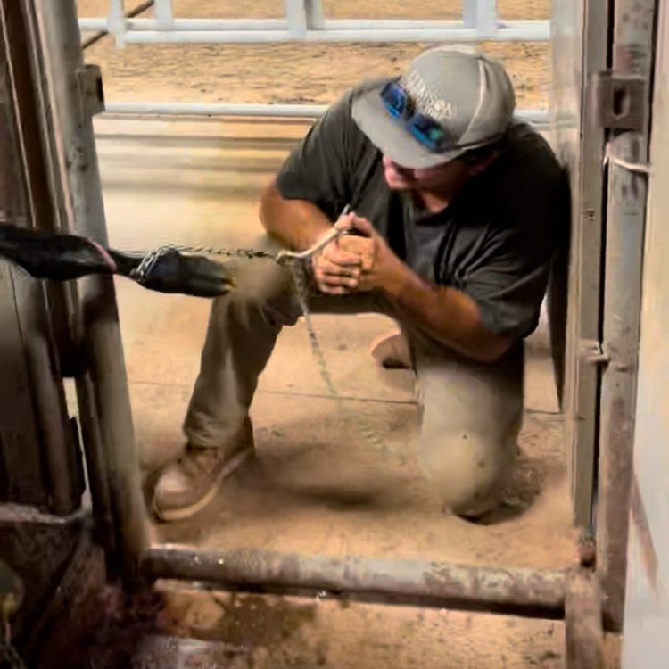 A man in a baseball cap and jeans kneels in the dirt outside a stable holding a chain attached to an animal's hoof.