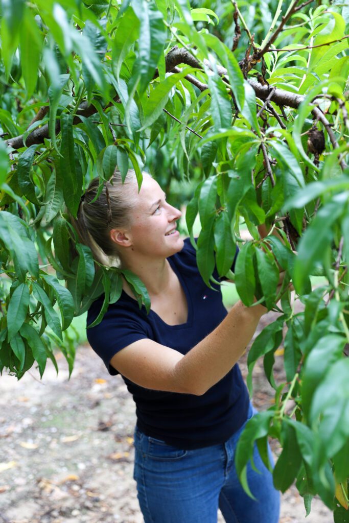 Johanna Wesche conducts peach research at the Musser Fruit Research Center as part of her doctoral studies.