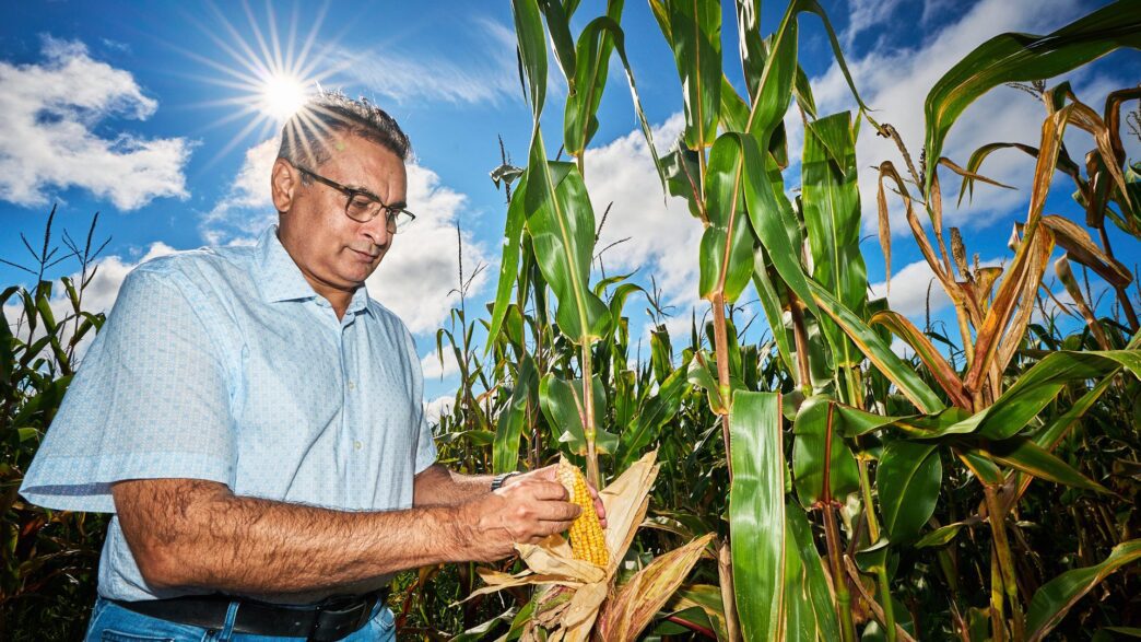 Man looks at an ear of. corn in a field with the sun beating down.