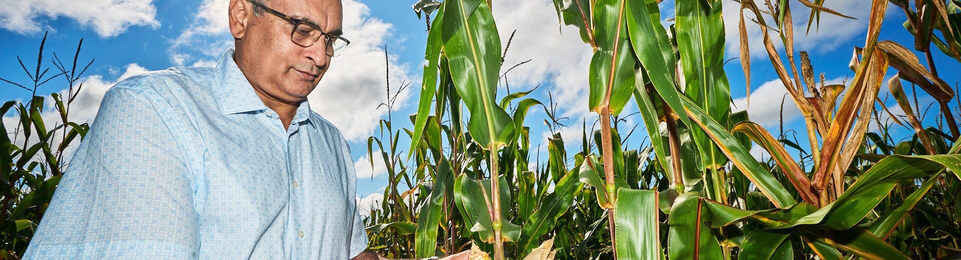 Man looks at an ear of. corn in a field with the sun beating down.