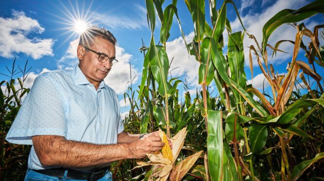 Man looks at an ear of. corn in a field with the sun beating down.