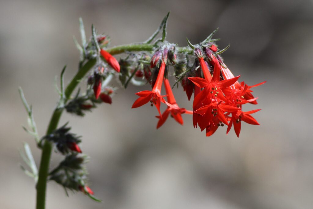 A closeup of a plant with red tubular flowers in a field
