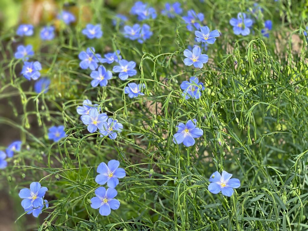 a field of blue flowers of Lewis flax, Linum lewisii.