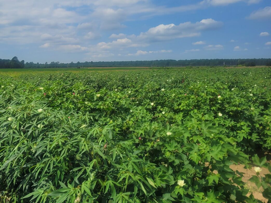 Updates on cotton research will be available during the 2025 Pee Dee REC Agronomic Field Day on Aug. 28.