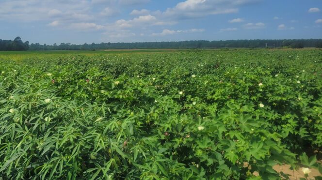 Updates on cotton research will be available during the 2025 Pee Dee REC Agronomic Field Day on Aug. 28.