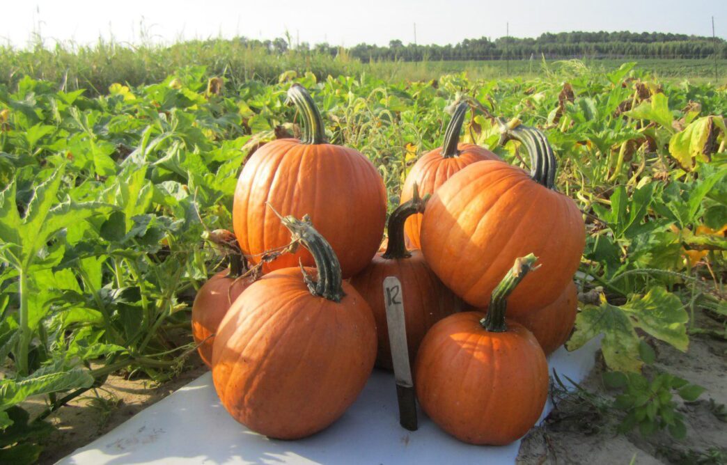 The annual Clemson Extension Peanut, Cotton, Vegetable and Fruit Field Day will be held Sept. 4, 2025, at the Edisto Research and Education Center in Blackville, South Carolina.