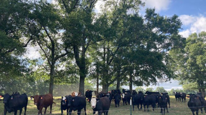 Clemson's 2025 Silvopasture Field Day on Sept. 17 at the Edisto REC in Blackville, South Carolina.