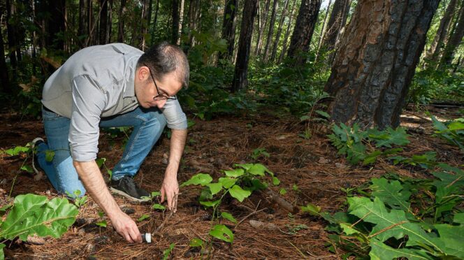 A man gets a sample of dirt from the floor of a forest that had burned months earlier.