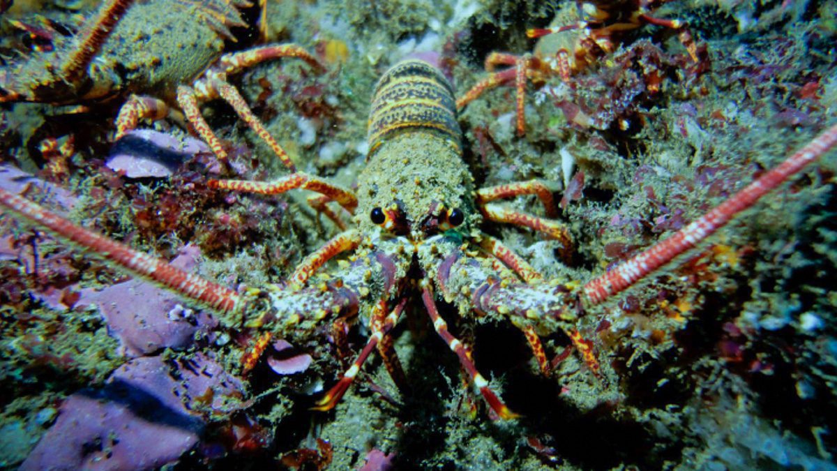 a spiny lobster sits on the ocean floor