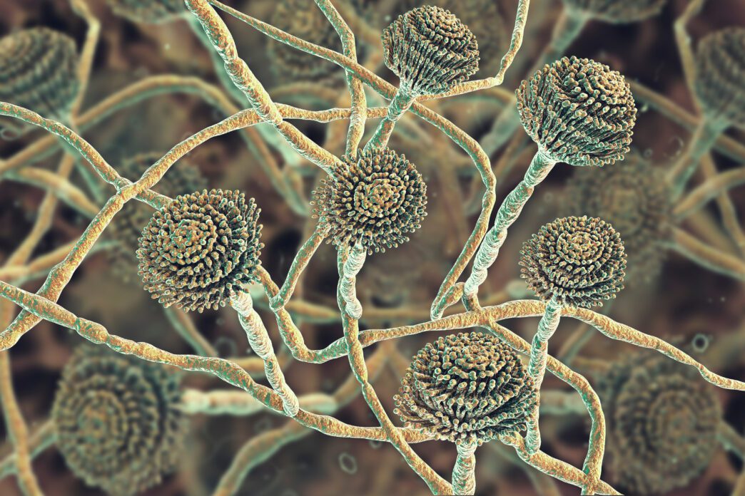 spores of Aspergillus, a fungi, as seen under a microscope