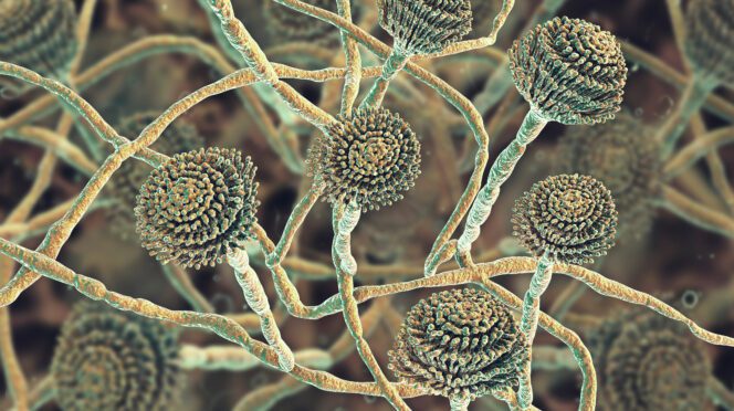 spores of Aspergillus, a fungi, as seen under a microscope