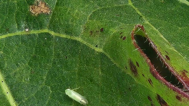 A Clemson entomologist has received USDA-APHIS funding to lead research projects focused on the two-spot cotton leafhopper and the spotted lanternfly.