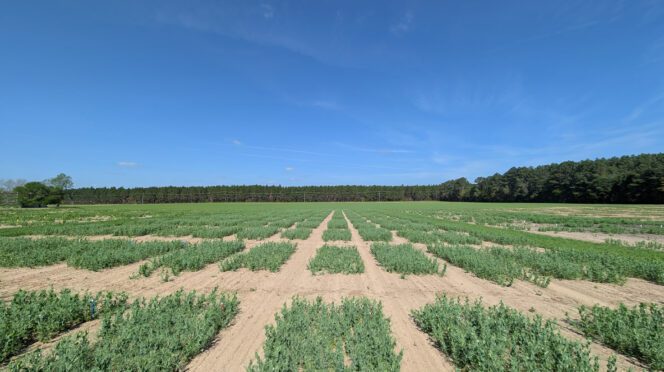 Peas grown at W.P. Rawl Farms in Pelion, S.C. help Clemson University scientists develop organic cultivars that thrive in winter conditions and meet the needs of organic farmers in the Southeastern U.S.