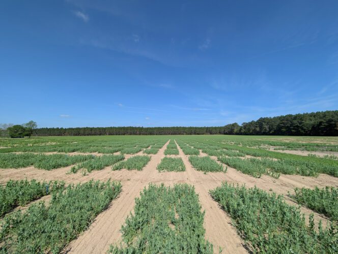 Peas grown at W.P. Rawl Farms in Pelion, S.C. help Clemson University scientists develop organic cultivars that thrive in winter conditions and meet the needs of organic farmers in the Southeastern U.S.