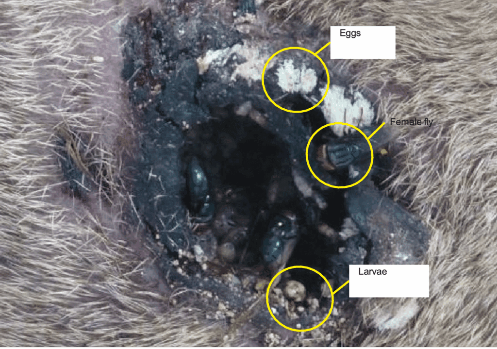 Close up of an animal's eye infected with New World screwworm