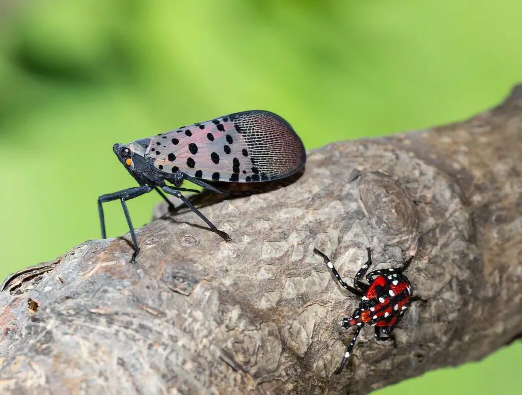 Clemson University is offering a management guide to help ornamental growers detect and manage the spotted lanternfly.