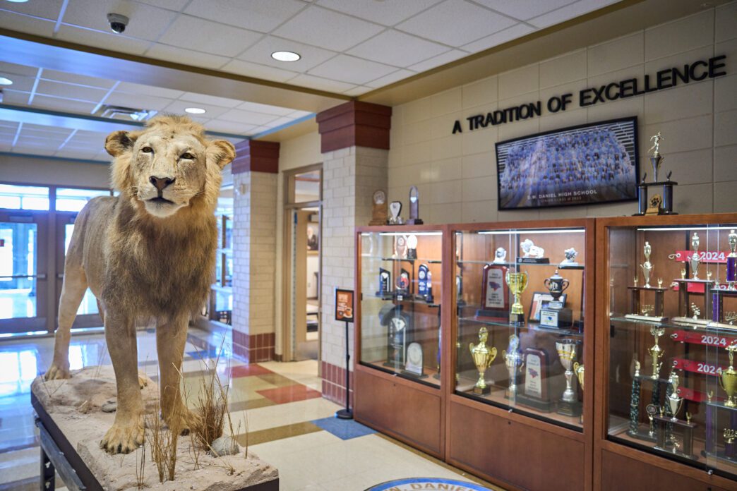 A taxidermied lion is standing in the lobby of D.W. Daniel High School near some trophy cases.