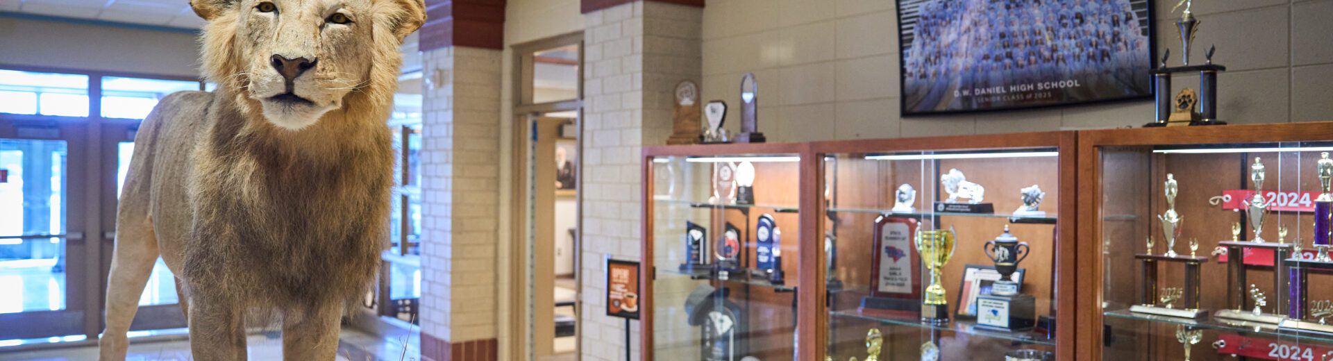 A taxidermied lion is standing in the lobby of D.W. Daniel High School near some trophy cases.