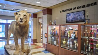 A taxidermied lion is standing in the lobby of D.W. Daniel High School near some trophy cases.
