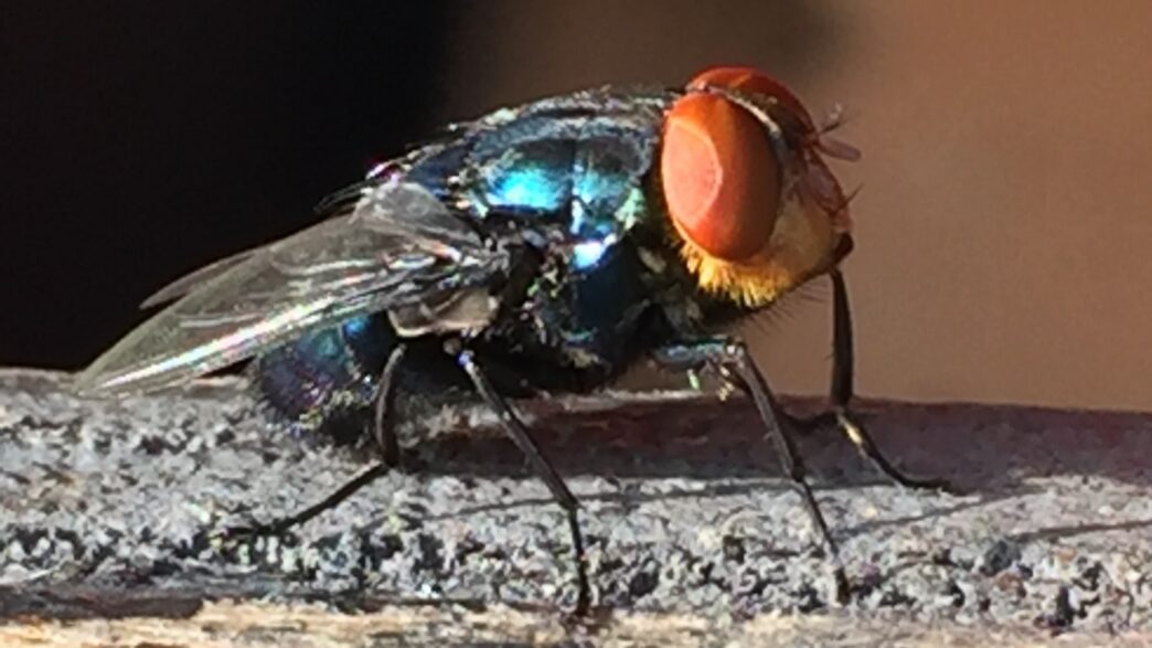 Profile image of New World screwworm fly.