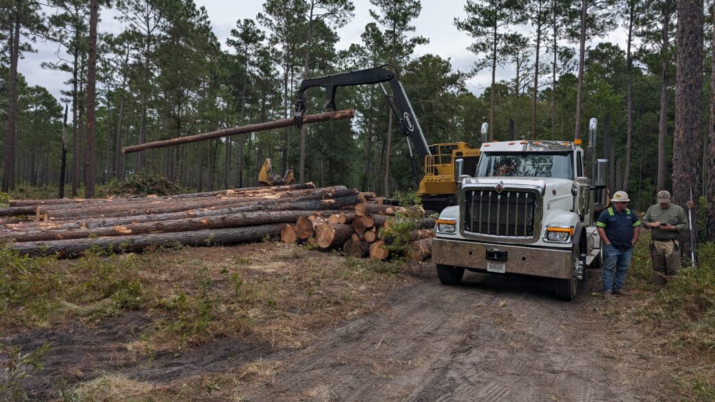 Crane stacking logs on logging truck in the forest.