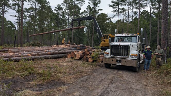 Crane stacking logs on logging truck in the forest.