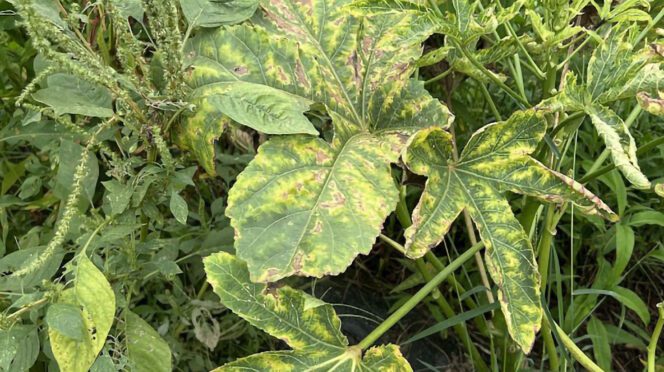 To determine if two-spotted leafhoppers are in okra crops , look for hopperburn, characterized by yellowing, reddening and eventually browning of the leaves.