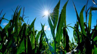 A field of corn with the sun in the blue sky