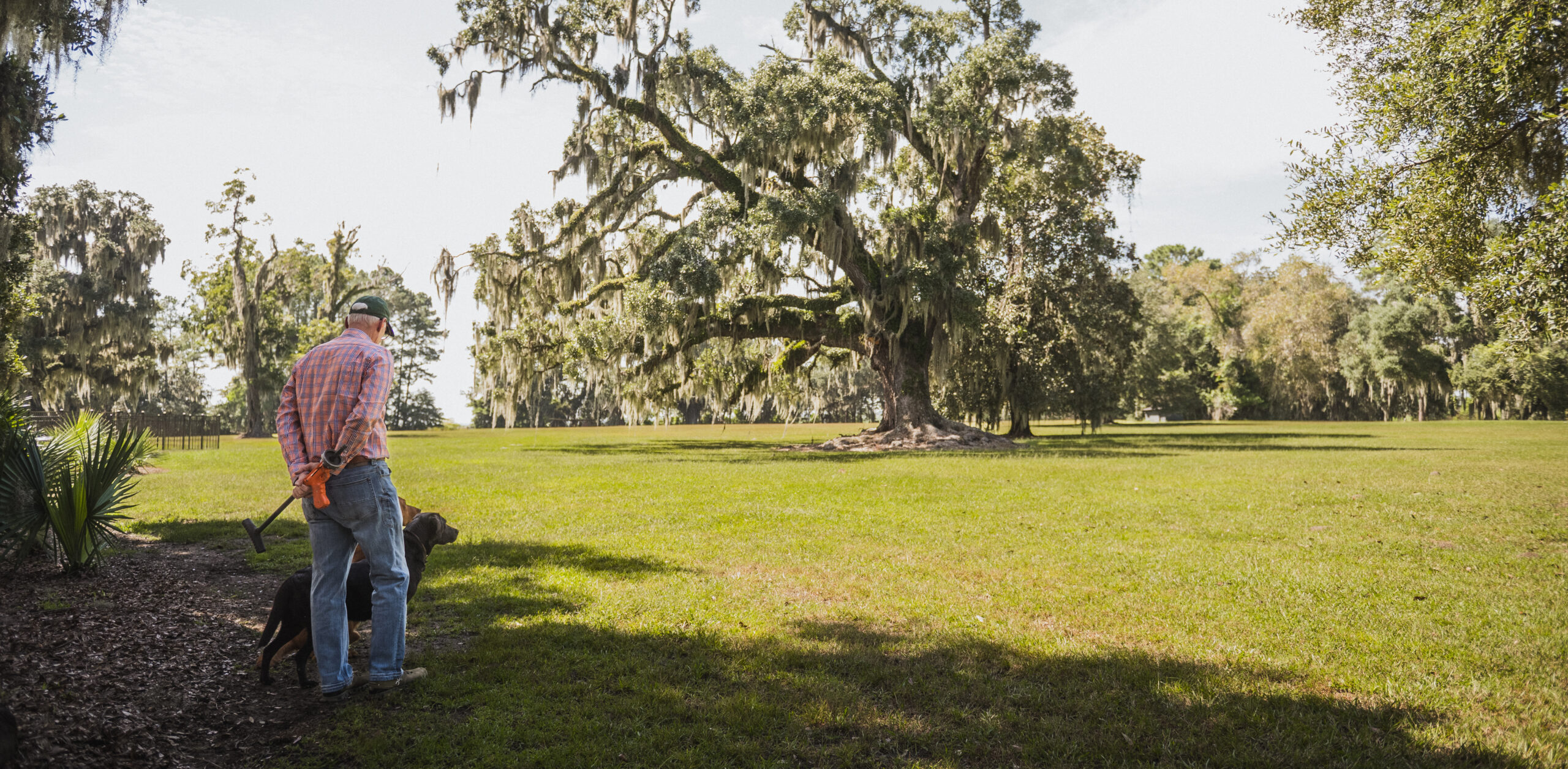 A man wearing a plaid shirt and his dog are facing an open field and a large water oak draped in Spanish moss.