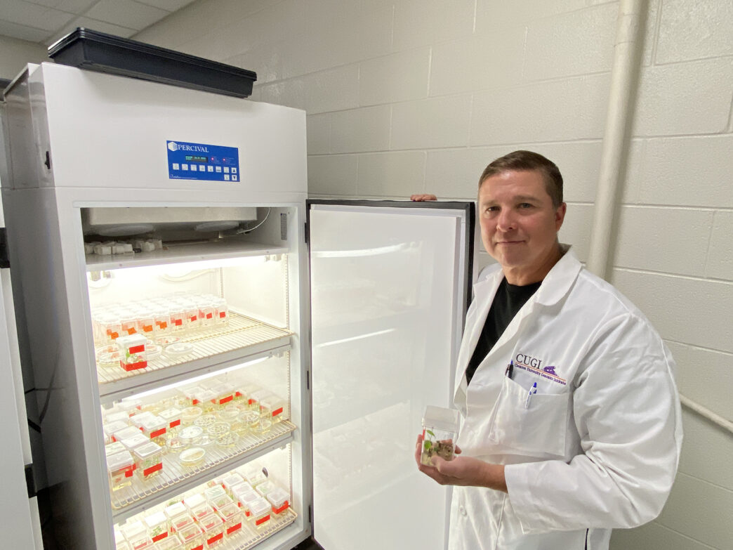 Christopher Saski, a systems geneticist and professor in the Clemson Department of Plant and Environmental Sciences, is leading a study that involves genetically engineering cotton to provide faster crop improvements and more resilient cotton strains. Saski is seen here with a regenerated cotton line that has been genetically engineered.