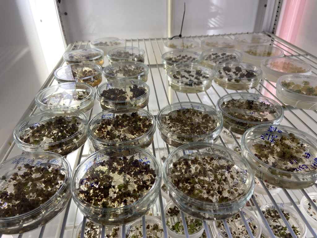 Clusters of cotton stem cells, each carrying a unique genetic change, grow in petri dishes in a growth chamber. Over time, these tiny cell masses will grow into embryos and eventually become full cotton plants.