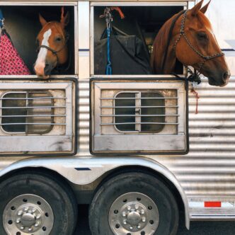 Two horses with their heads hanging outside a trailer.