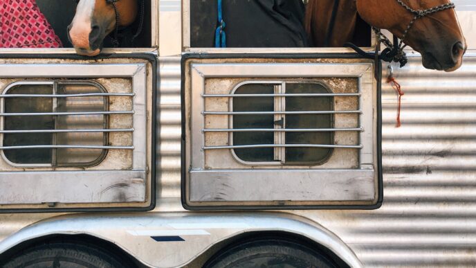 Two horses with their heads hanging outside a trailer.