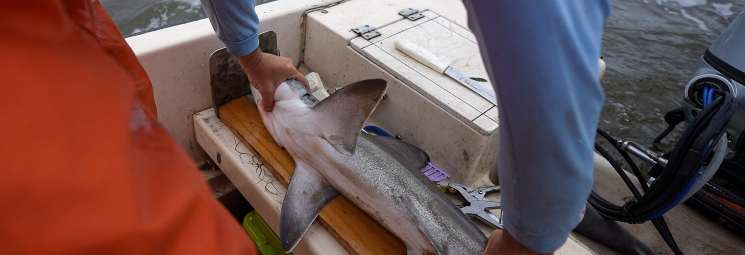 A shark is measured by a researcher in Charleston in a boat