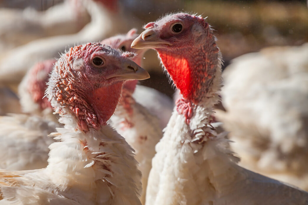Clemson Extension CAMM recertification trainings are designed to help South Carolina’s confined livestock growers stay current on manure management strategies, emerging technologies and regulatory updates.