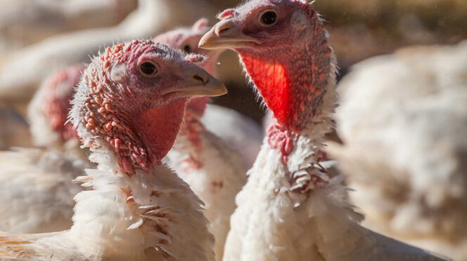 Clemson Extension CAMM recertification trainings are designed to help South Carolina’s confined livestock growers stay current on manure management strategies, emerging technologies and regulatory updates.