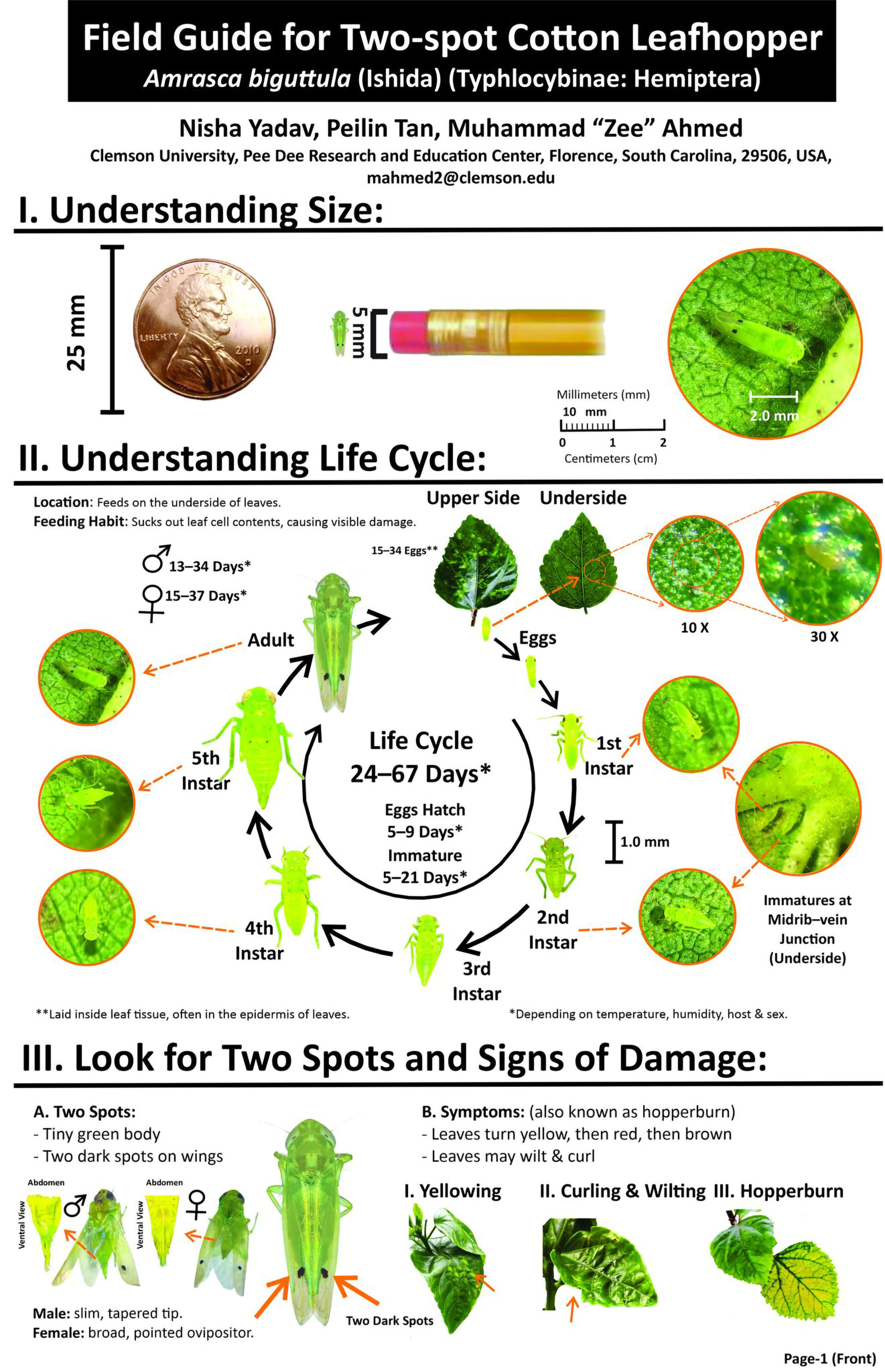 Clemson Tree Identification Guide Clemson launches first chemical trial to combat invasive leafhopper in ...