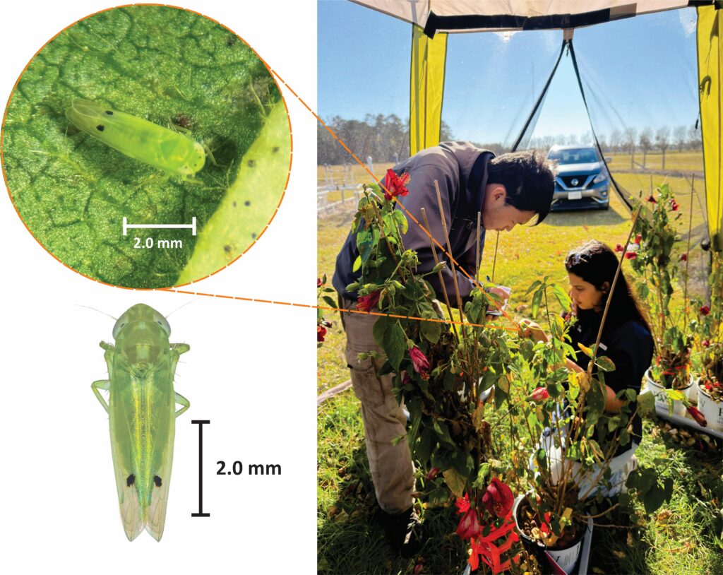 Left: Adult leafhopper observed on host foliage, with dorsal view and scale bar. Right: Nisha Yadav and Peilin Tan collecting field data during the chemical trial.