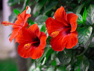 The two-spot cotton leafhopper, a fast-spreading pest, threatens hibiscus and other ornamental plants.