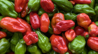 Roulette was one of the four most resistant peppers tested in a green fruit anthracnose study at the Clemson University Coastal REC.