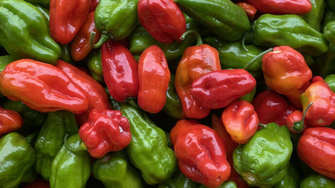 Roulette was one of the four most resistant peppers tested in a green fruit anthracnose study at the Clemson University Coastal REC.